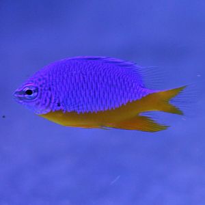 Chrysiptera hemicyanea