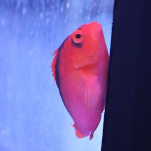 Neocirrhites armatus