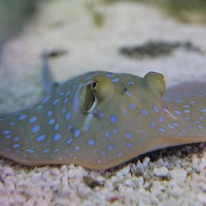 Blue-spotted stingray - Taeniura lymna