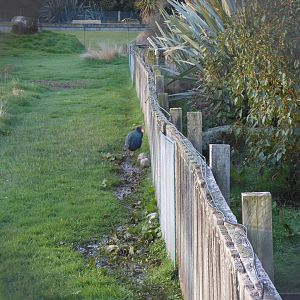 South Island Takahē (Porphyrio hochstetteri)