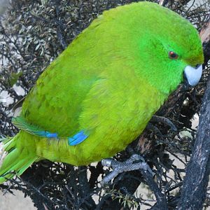 Antipodes Island Parakeet (Cyanoramphus unicolor)