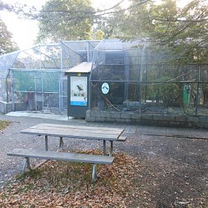 South Island Kākā enclosure