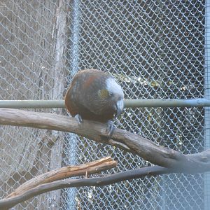 South Island Kākā (Nestor meridionalis meridionalis)