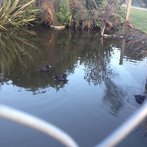 New Zealand Scaup (Aythya novaeseelandiae)