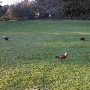 Paradise Shelduck (Tadorna variegata)