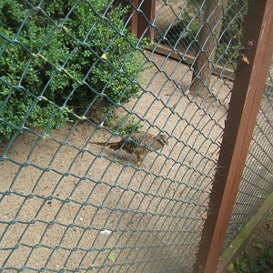 Vogelpark Niendorf - Common barn owl aviary #1