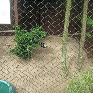 Vogelpark Niendorf - Common barn owl aviary #2
