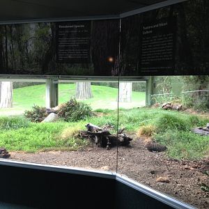 Tuatara enclosure