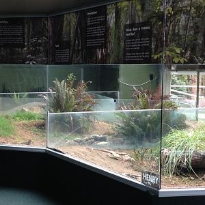Tuatara enclosure