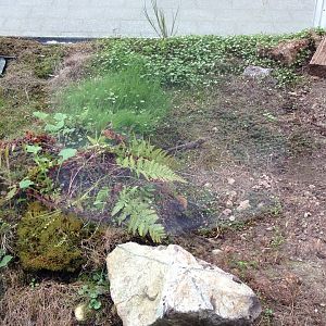 Tuatara (Sphenodon punctatus)