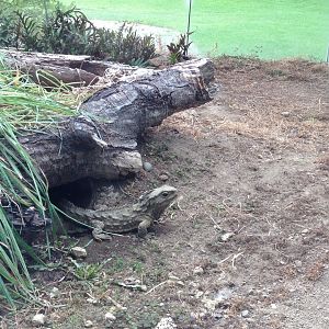 Tuatara (Sphenodon punctatus)