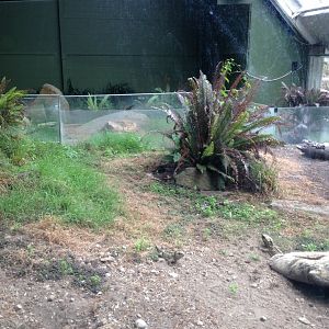 Tuatara (Sphenodon punctatus)