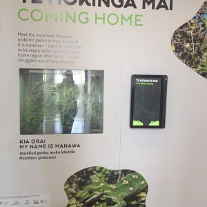 Jewelled Gecko exhibit