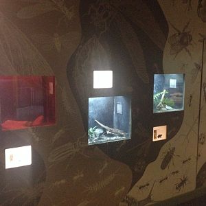 Black Tunnelweb Spider, Brown Tree Frog & Southern Bell Frog exhibits