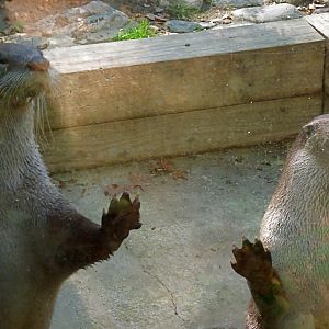 Back of Otter Exhibit, October 2017