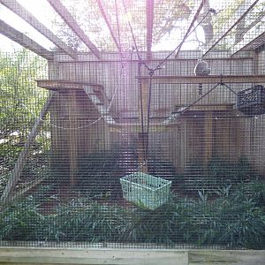 Lemur Exhibit, October 2017