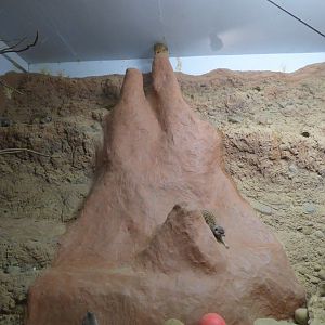 Meerkat Exhibit, October 2017