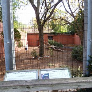 Red Crowned Crane Exhibit, October 2017