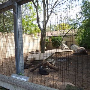 V. Warty Pig Exhibit, October 2017