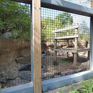 Sloth Bear Exhibit, October 2017
