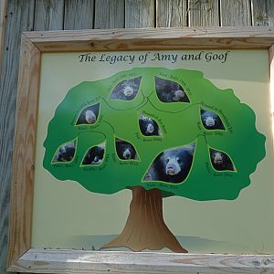 Sloth Bear Family Tree