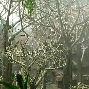 Clip - Simulated Rain in Tropic World