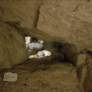 Oct. 2017 - Fragile Desert - Bat-eared Fox Den