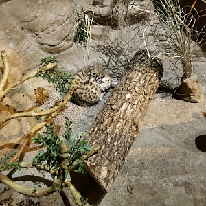 Oct. 2017 - Fragile Desert - Black-footed Cat