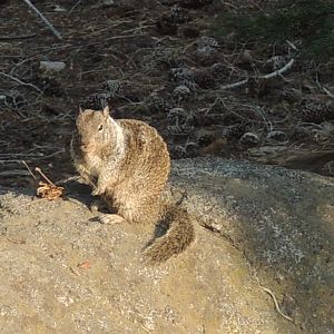 California Grey Squirrel