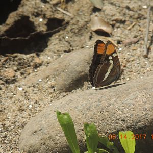 California Sister Butterfly