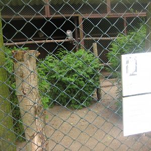 Vogelpark Niendorf - Siberian eagle-owl aviary
