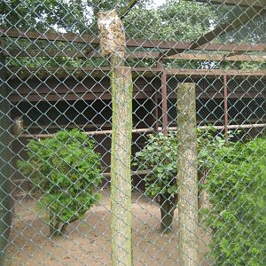 Vogelpark Niendorf - Great horned owl aviary