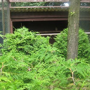 Vogelpark Niendorf - Brown wood owl aviary