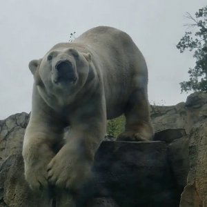 Clip - Very Close Polar Bear