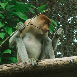 Proboscis monkey