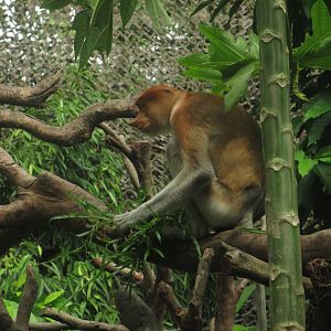 Proboscis monkey