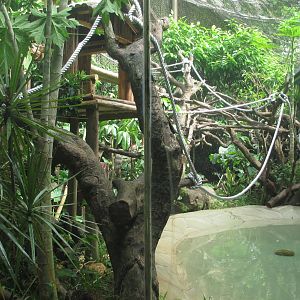 Proboscis monkey exhibit