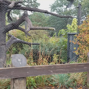 Clip - Bald Eagle Exhibit