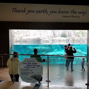 Oct. 2017 - Great Bear Wilderness - Second Bear Underwater Viewing