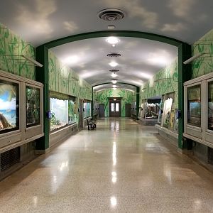 Oct. 2017 - Reptiles and Birds