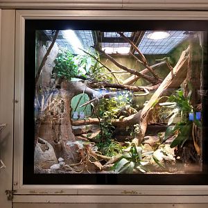 Oct. 2017 - Reptiles and Birds - Emerald Tree Boa/Smoky Jungle Frog Exhibit