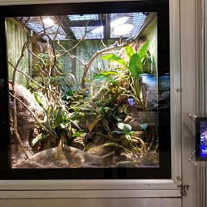 Oct. 2017 - Reptiles and Birds - Ornate Knight Ankle Exhibit