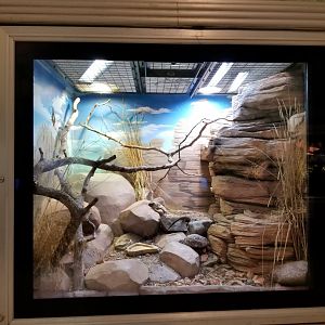 Oct. 2017 - Reptiles and Birds - San Estaban Island Chuckwalla Exhibit