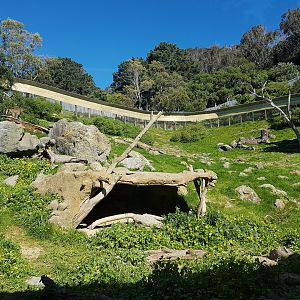 Hamadryas baboon exhibit
