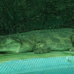 False gharial