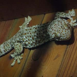 Tokay gecko