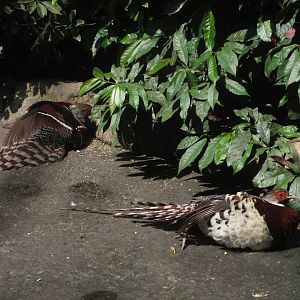 Elliot's Pheasant