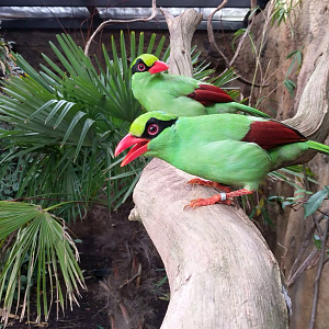 Javan Green Magpies Calling - 12/10/2017