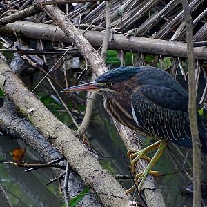 Green Heron