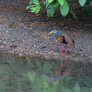 Grey-necked wood-rail